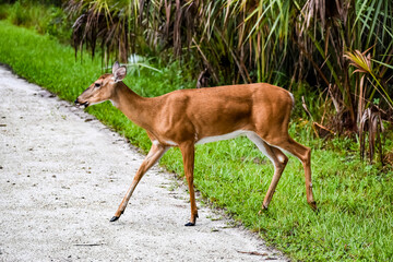 profile view of a grazing deer