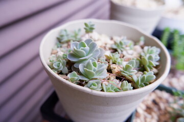 多肉植物・オロスタキス