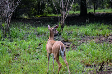 Rear view of a grazing deer