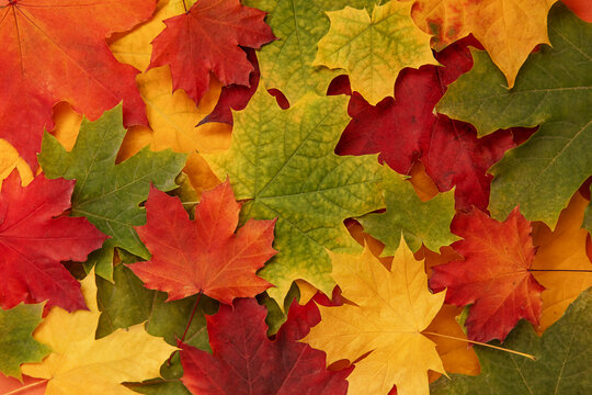 bright background with autumn maple leaves in green, orange and yellow colors.