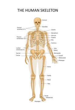 Diagram of the human skeleton. Main parts of the skeletal system. Front view