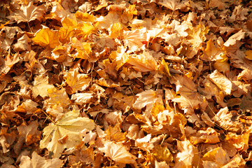 Background of Autumn yellow and orange dry leaves lying on the ground.