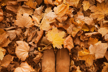 Background of Autumn yellow and orange dry leaves lying on the ground with women's suede shoes