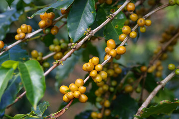 Closeup Yellow bourbon coffee fruit, the yellow berry fruit variety of Coffea arabica 