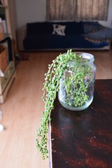 グリーンネックレス　緑の植物