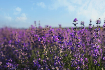 Fototapeta premium Lavender field in bloom, summer nature background with purple flowers under blue sky
