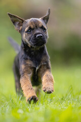 Cute little Border terrier puppy. The little dog is playing in the garden. 