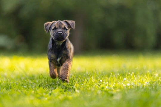 Cute little Border terrier puppy. The little dog is playing in the garden. 