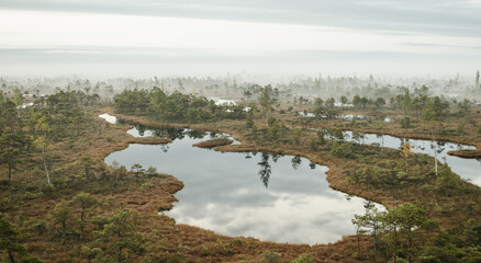 Sunrise in the Kemeri bog in autumn morning. Foggy swamp. Kemeri, Latvia. 