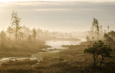 Fototapeta na wymiar Sunrise in the Kemeri bog in autumn morning. Foggy swamp. Kemeri, Latvia. 