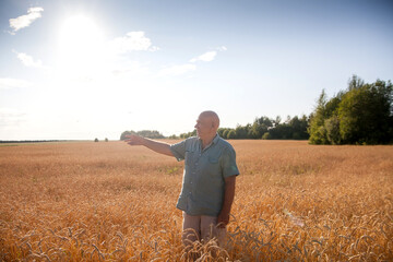 Naklejka na ściany i meble Mature man inspects wheat field at sunset
