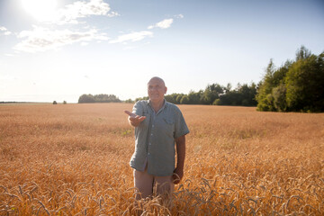 Mature man inspects wheat field at sunset