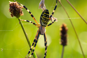 Close up wasp spider, argiope bruennichi sitting on grass