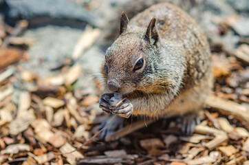 California ground squirrel (Spermophilus beecheyi) is eating a piece of bread, Central Park in Fremont	