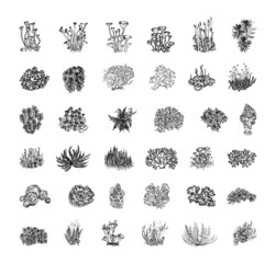 Collection of monochrome illustrations with moss in sketch style. Hand drawings in art ink style. Black and white graphics. - obrazy, fototapety, plakaty