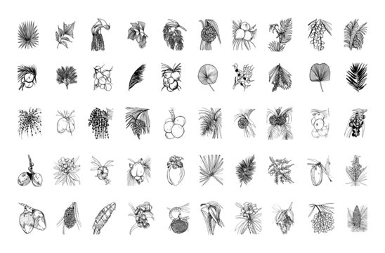 Collection of monochrome illustrations of palm trees in sketch style. Hand drawings in art ink style. Black and white graphics.