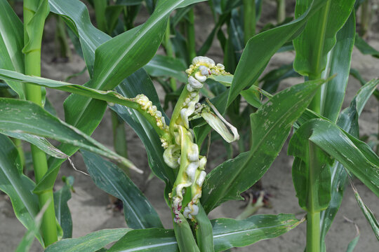 Corn smut is plant disease caused by Ustilago maydis on corn (maize)