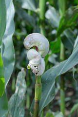 Corn smut is plant disease caused by Ustilago maydis on corn (maize)