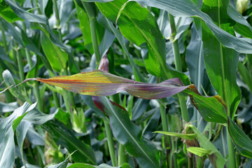 Red discoloration of corn leaves due to nutrient deficiencies or disease caused by viruses or bacteria. - obrazy, fototapety, plakaty