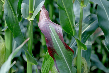 Red discoloration of corn leaves due to nutrient deficiencies or disease caused by viruses or...