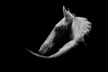 Fine art white horse low light portrait beautiful background or print