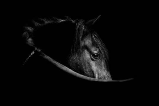Fine art black horse portrait low light beautiful background or print
