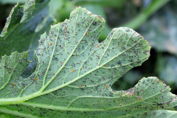Attack of aphids (Aphis gossypii) on the leaves of zucchini