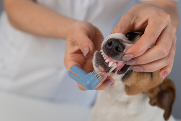 Woman veterinarian brushes the teeth of the dog jack russell terrier with a special brush putting it on her finger.