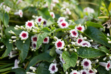 「ヘクソカズラ（Paederia foetida）」の花／アカネ科