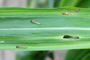 Maize damaged by caterpillar of The European corn borer or borer or high-flyer (Ostrinia...