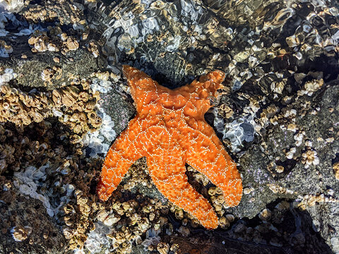 Orange sea star (Pisaster) at the Pacific Ocean Coast, Pacific Rim National Park, British Columbia, Canada