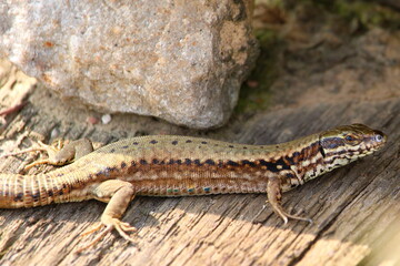 lézard