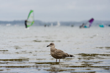 A young seagull standing alone in the surf with dozens of windsurfers out in the water in the...