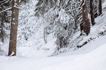 Fototapeta premium view of snowed winter forest
