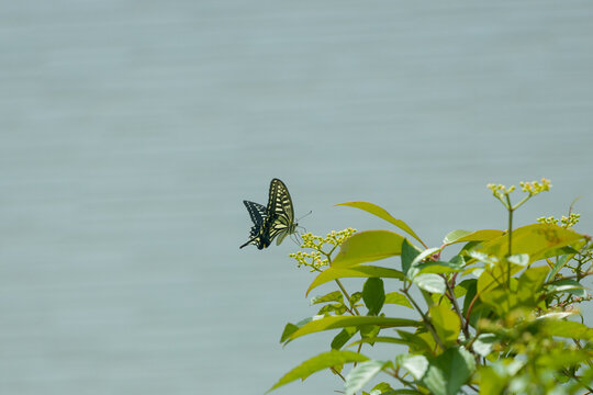 揚羽蝶 Images Browse 1 276 Stock Photos Vectors And Video Adobe Stock