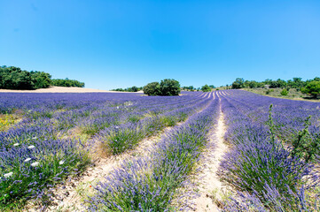 Fototapeta na wymiar Spain, Escamilla, lavender field in the morning