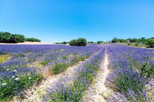 Spain, Escamilla, lavender field in the morning