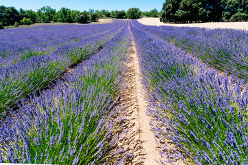 Fototapeta na wymiar Spain, Escamilla, lavender field in the morning
