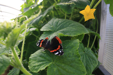 Fototapeta na wymiar a beautiful butterfly sits on green plants with yellow flowers