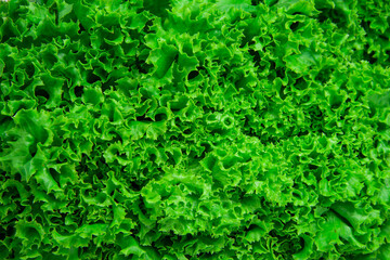 Green fresh bunch of lettuce texture background