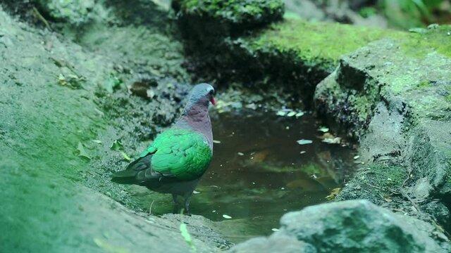 Nature wildlife bird dring water on ground with nature wildlife background.