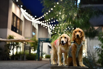 犬と夜景