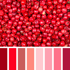 Pink peppercorns background, in a complimentary colour palette with colour swatches. Shades of pink...
