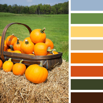 Pumpkins displayed in a trug on hay bales.  In a complimentary colour palette with colour swatches.