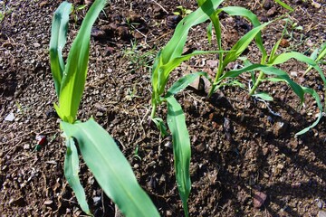 Young green corn or maize seedlings growing with soil and cow manure background