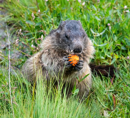 Naklejka na ściany i meble Alpine marmot in Hohe tauern National Park late summer