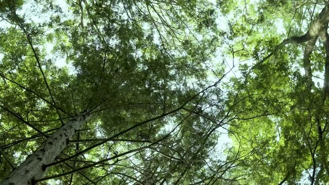 木立ちから太陽の日差しが漏れる光景【回転】