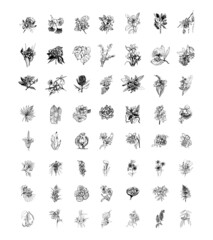 Hand drawn tropical plants and flowers collection. Monochrome vector illustrations in a sketch style. Black and white graphics.