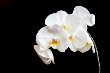 Six white orchid on black background.