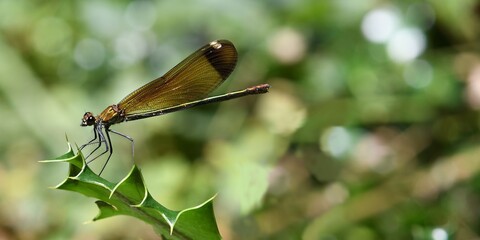 libellule verte sur feuille de houx © Guy Pracros